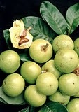 [Pouteria_macrophylla[3].jpg]