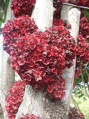 [Theobroma speciosum[2].jpg]