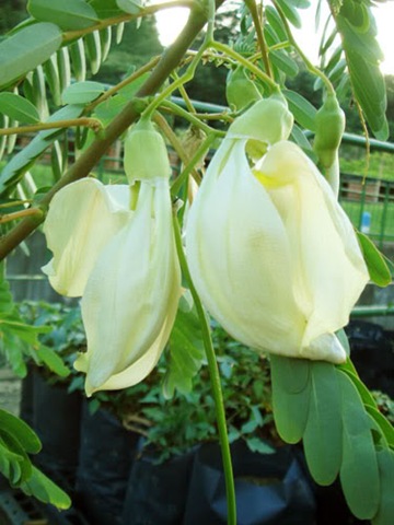 [Sesbania grandiflora white1[2].jpg]