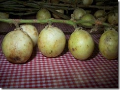 Baccaurea dulcis2