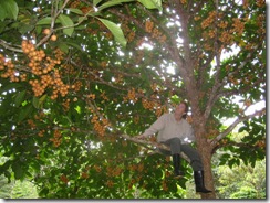 Baccaurea dulcis1