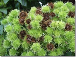 Entelea arborscens