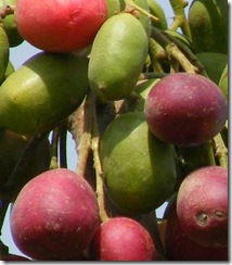 Harpephyllum caffrum