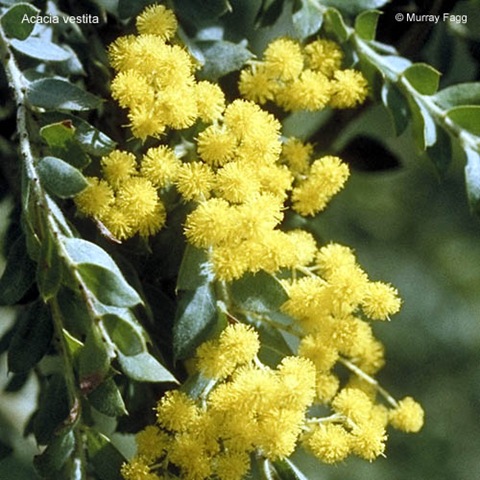 [Acacia vestita[2].jpg]
