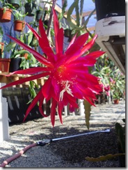 Epi Ruby Pinwheel