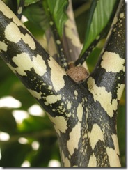 Amorphopahllus bulbifer