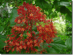 Clerodendrum speciosissimum Clerodendrum speciosissimum