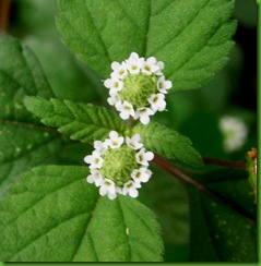 Lippia_dulcis1