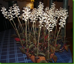 Ludisia