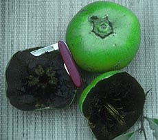 SO e apenas FLOR Black+Sapote