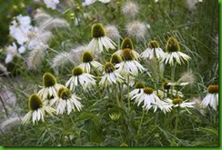 Echinacea White Swan