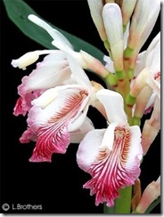 Alpinia_officinarum Alpinia_officinarum