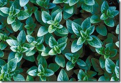 Greek-oregano