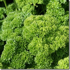 Parsley Triple Curved