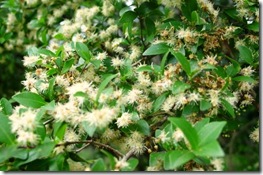 Myrcia selloi Myrcia selloi