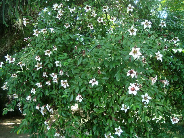[Randia maculata (4)[6].jpg]