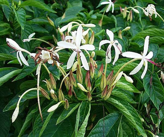 [Clerodendrum minahasse[3].jpg]