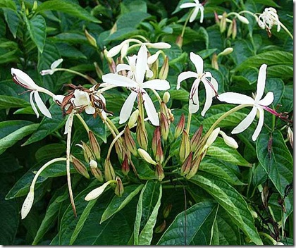 Clerodendrum minahasse