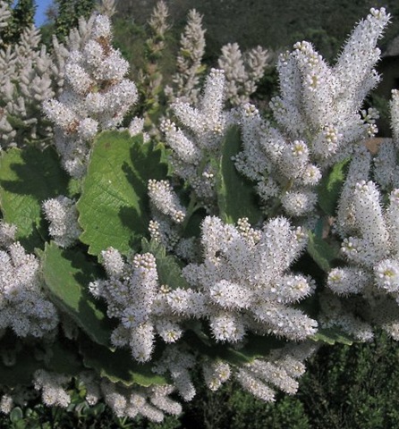 [Tetradenia1[3].jpg]