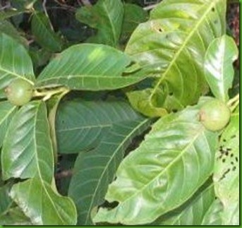 Diospyros brasiliensis
