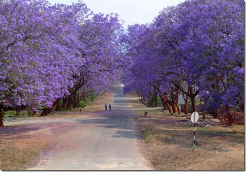 Jacaranda mimosifolia Jacaranda mimosifolia
