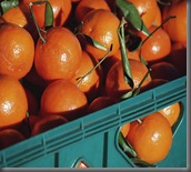 A_crop_of_oranges A_crop_of_oranges