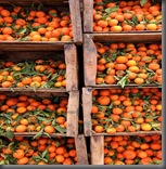 Boumalne_du_Dades,_Oranges Boumalne_du_Dades,_Oranges