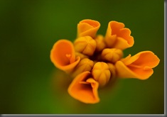 Orange_Candy__by_DafoeofLenin Orange_Candy__by_DafoeofLenin