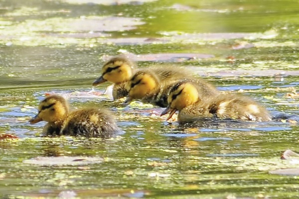 [baby ducklings mothers day[25].jpg]