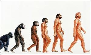 Humor Gráfico. Etapas de la Evolución evolución Humor Gráfico. Etapas de la Evolución evolución