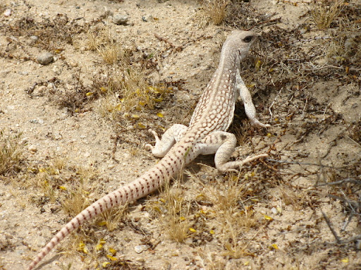 Desert%20iguana%20%282%29