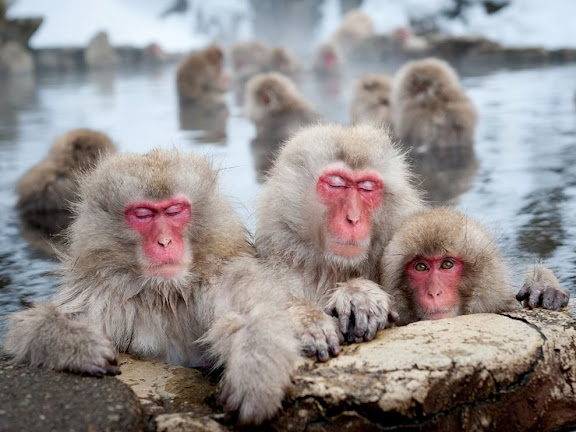1299422487_japanese-macaques-nagano_32026_990x742.jpg