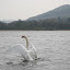 Llangorse Lake- 240410- 0126.jpg