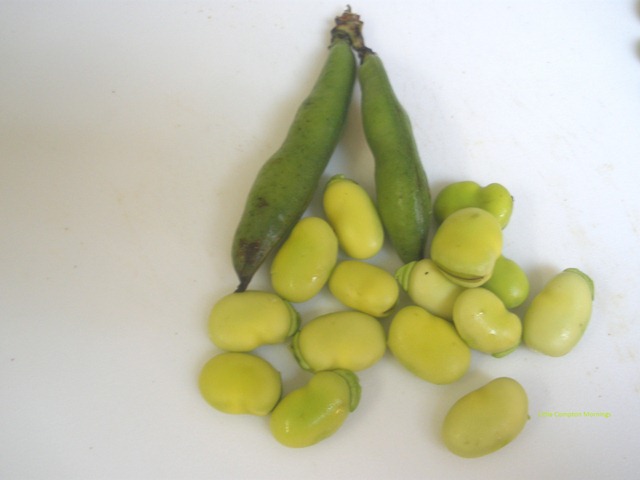 [baby artichokes favas[4].jpg]