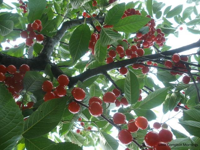 [Sour cherry tree branch[5].jpg]