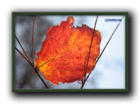 Red Leaf with Back Light