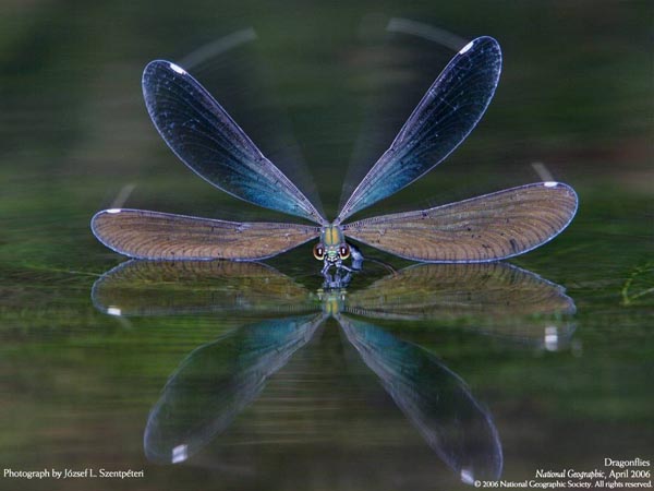 National Geographic - April 2006 - Dragonflies - Photograph by József L Szentpéteri National Geographic - April 2006 - Dragonflies - Photograph by József L Szentpéteri