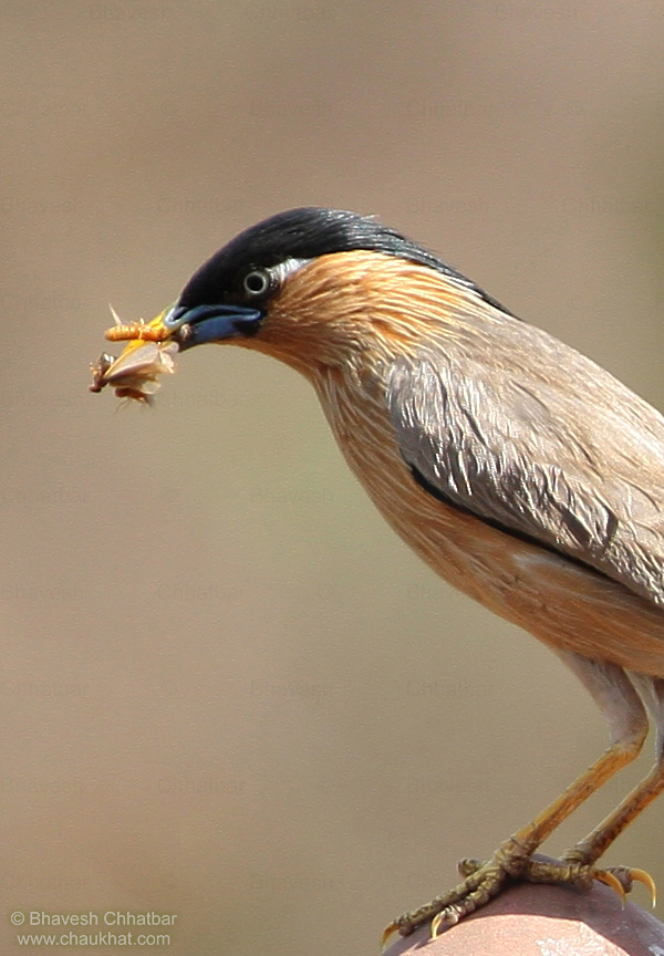 sturnus pagodarum