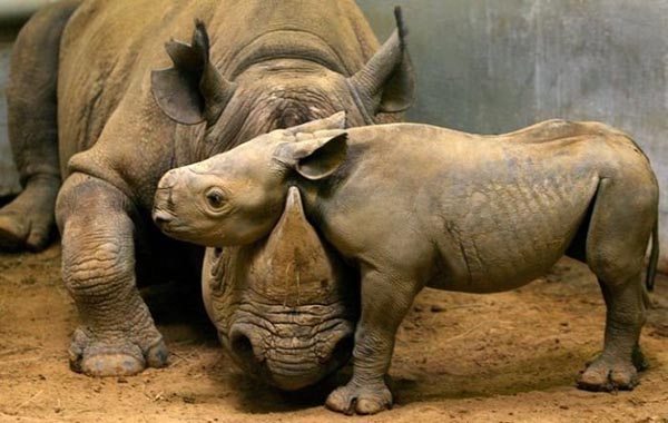 Rhino baby resting head on mother's head Rhino baby resting head on mother's head