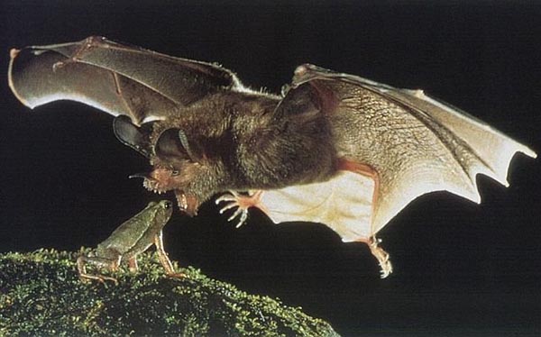 Frog hunt by bat Frog hunt by bat