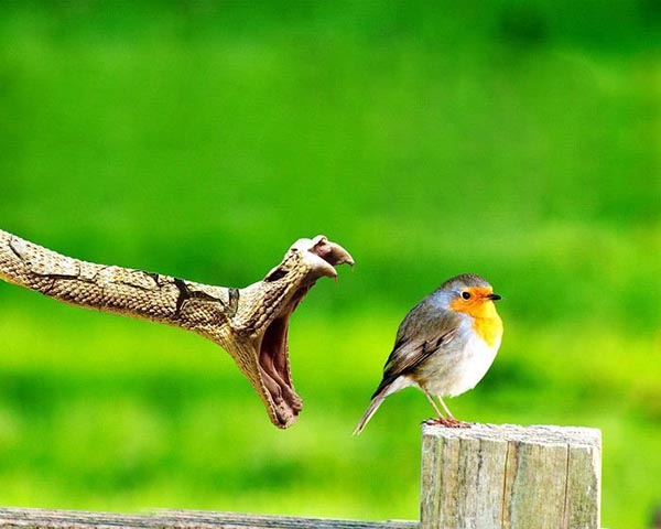Innocent looking bird being hunted by snake Innocent looking bird being hunted by snake