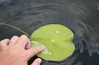 IMG_6384.JPG
