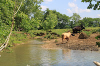 IMG_6425.JPG