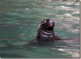 Islas Ballestas 032
