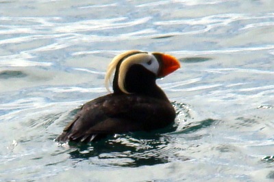[23 tufted puffin[3].jpg]
