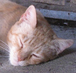 [cat2[3].jpg]