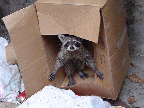 Welcome to my (cardboard) house!