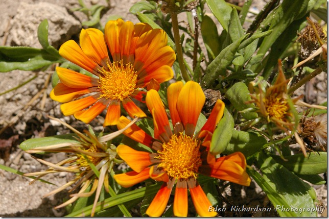 gazanias