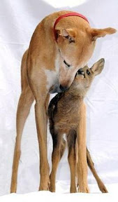 Jasmine e Bramble2