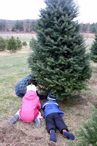 [tree33.jpg]